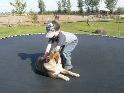 Rikki (Red Heeler)