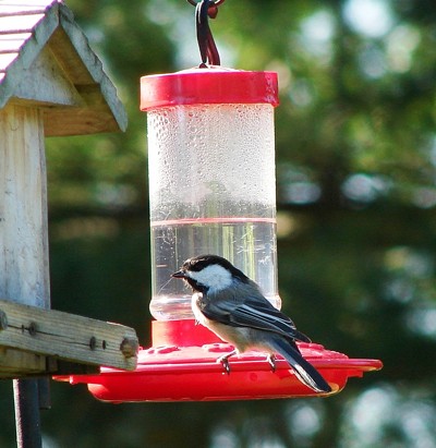 Wildlife: Backyard Birds | ThriftyFun