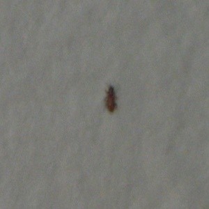 Brownish Red Bugs In Kitchen Cupboards, Little Black Bugs In Kitchen Cabinets