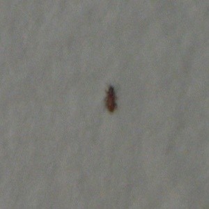 Tiny Brownish Red Bugs In Kitchen Cupboards Thriftyfun