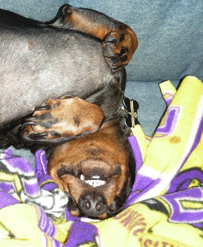 Mickey  (Dapple Dachshund)