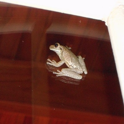 Wildlife: Frog