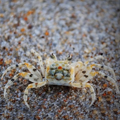Wildlife: Crab