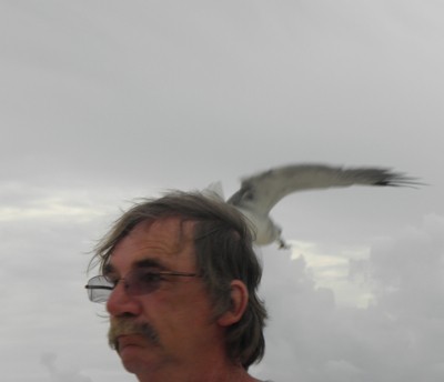 Wildlife: Seagulls (Florida)