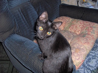 Ebony (Cat)