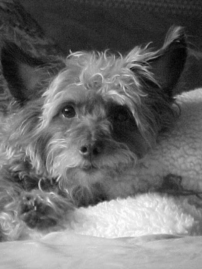 In loving memory of Hershey