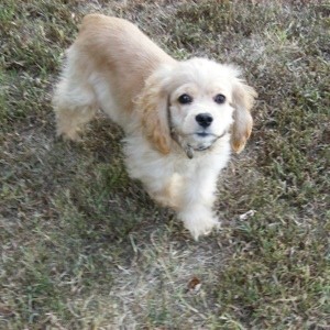 mini cocker spaniel