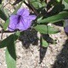 purple coneflower toxic to dogs