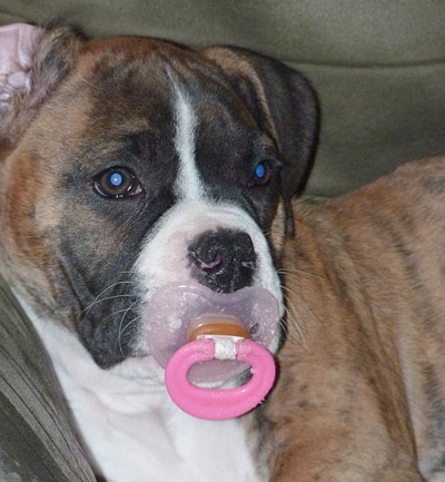 Bella (Brindle Boxer)