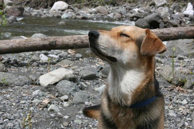 Henry (Lab/Husky Mix)