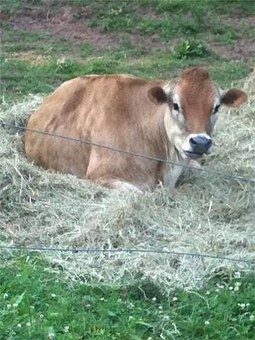 Norman (Jersey Cow)