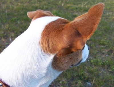 Rosey (Jack Russell)