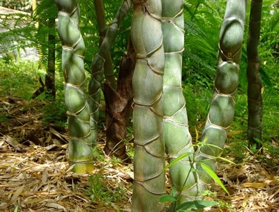 Scenery: Bamboo (Hakone Gardens, Saratoga, CA)