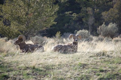 Wildlife: Rams (Wyoming)