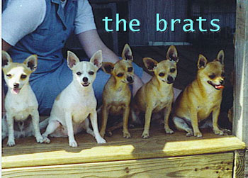 5 Brats - Chihuahuas