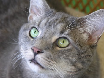 Suma - Grey Cat