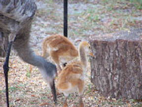 Baby Cranes in Florida