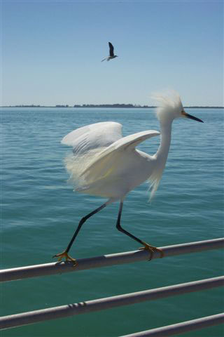 Bird on the Pier