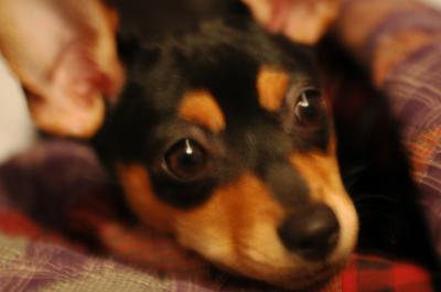 RE: Miniature Pincher / Chihuahua Mix