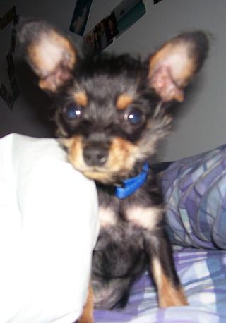 RE: Miniature Pincher / Chihuahua Mix