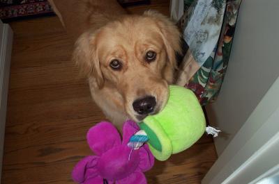 RE: Homemade Dog Food Recipes