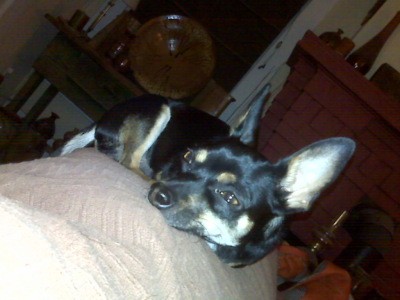 RE: Miniature Pincher / Chihuahua Mix