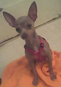 RE: Miniature Pincher / Chihuahua Mix