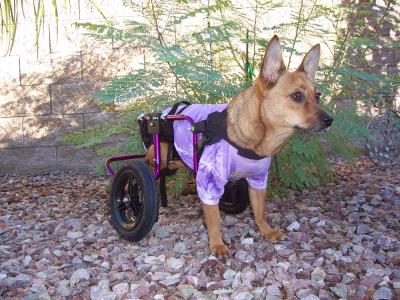 RE: Miniature Pincher / Chihuahua Mix