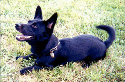 RE: Miniature Pincher / Chihuahua Mix