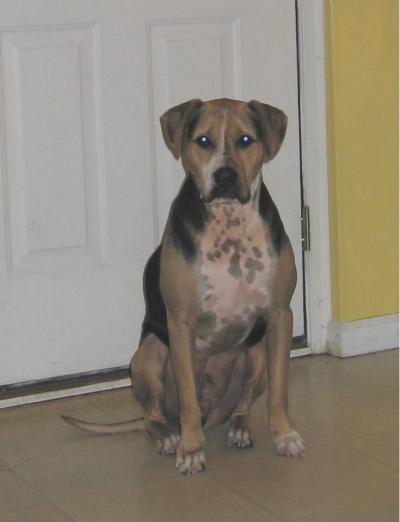 RE: Homemade Dog Food Recipes