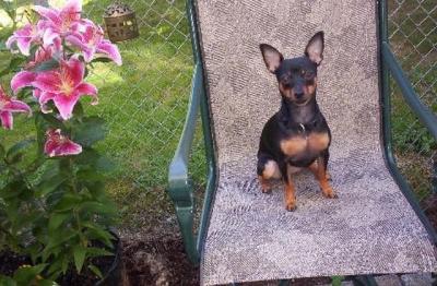 RE: Miniature Pincher / Chihuahua Mix