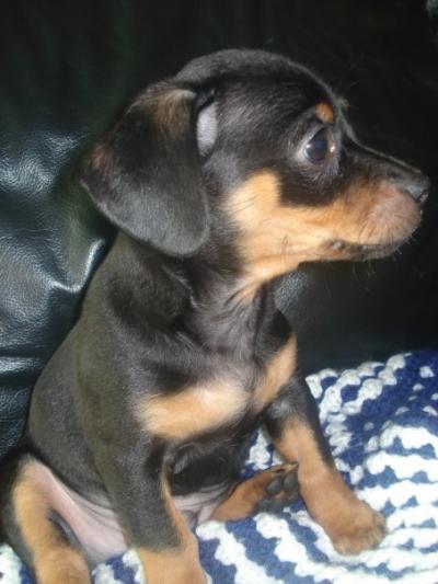 chihuahua pinscher puppies