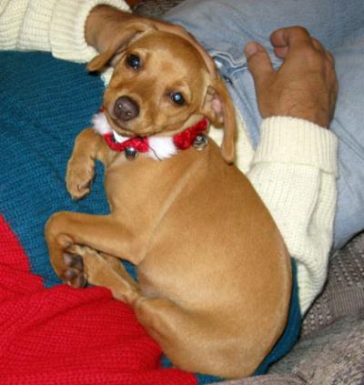 RE: Miniature Pincher / Chihuahua Mix