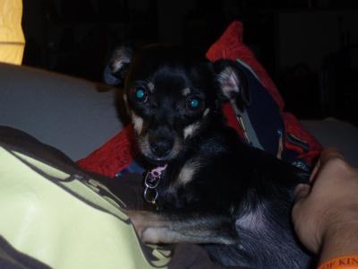 RE: Miniature Pincher / Chihuahua Mix