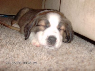 RE: Gordi (Bernese Mountain Dog/Great Pyrenees)