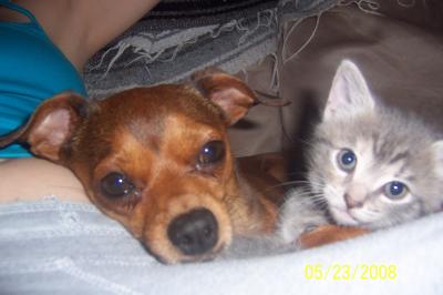 RE: Miniature Pincher / Chihuahua Mix