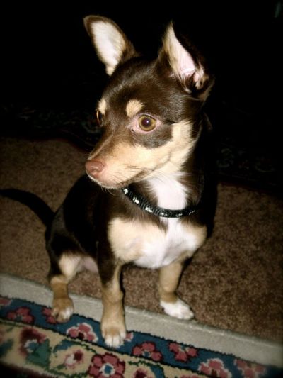 RE: Miniature Pincher / Chihuahua Mix