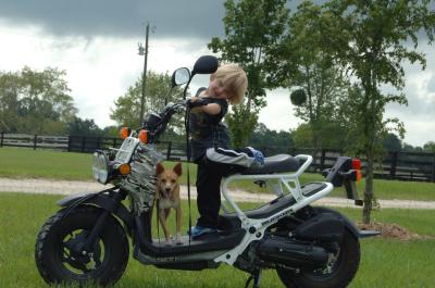 RE: Miniature Pincher / Chihuahua Mix