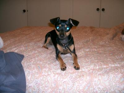 RE: Miniature Pincher / Chihuahua Mix