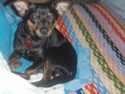 RE: Miniature Pincher / Chihuahua Mix