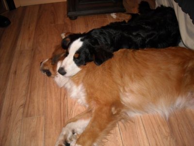 RE: Gordi (Bernese Mountain Dog/Great Pyrenees)