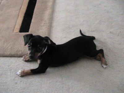 RE: Miniature Pincher / Chihuahua Mix