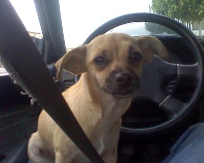 RE: Miniature Pincher / Chihuahua Mix