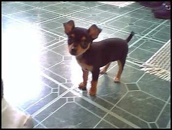 RE: Miniature Pincher / Chihuahua Mix