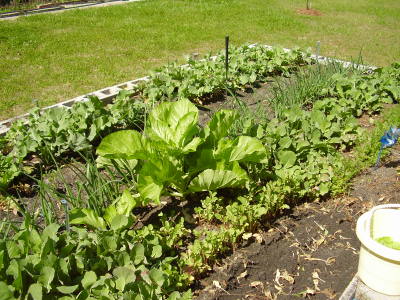 RE: Starting a Vegetable Garden