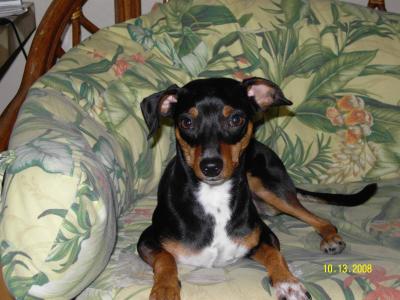 RE: Miniature Pincher / Chihuahua Mix