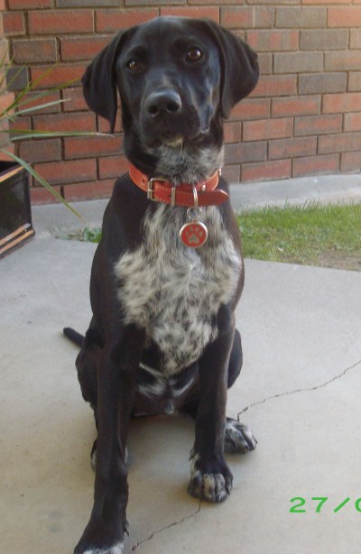 Pointer German Mix Lab Shorthaired Shorthair Dalmatian Short Haired Puppies...