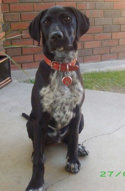 German Shorthaired Pointer Black Lab Mix Puppies