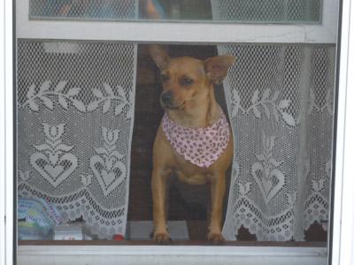 RE: Miniature Pincher / Chihuahua Mix