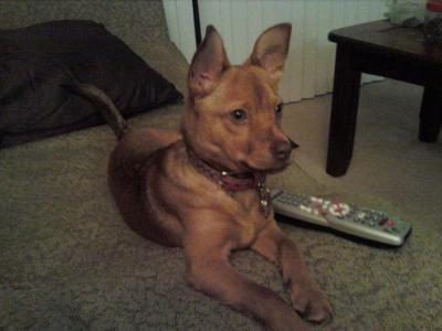 RE: Miniature Pincher / Chihuahua Mix